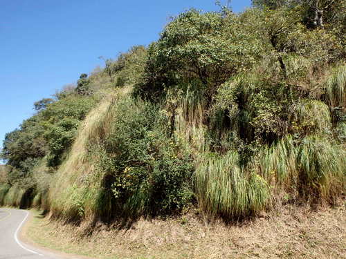 Local flora.